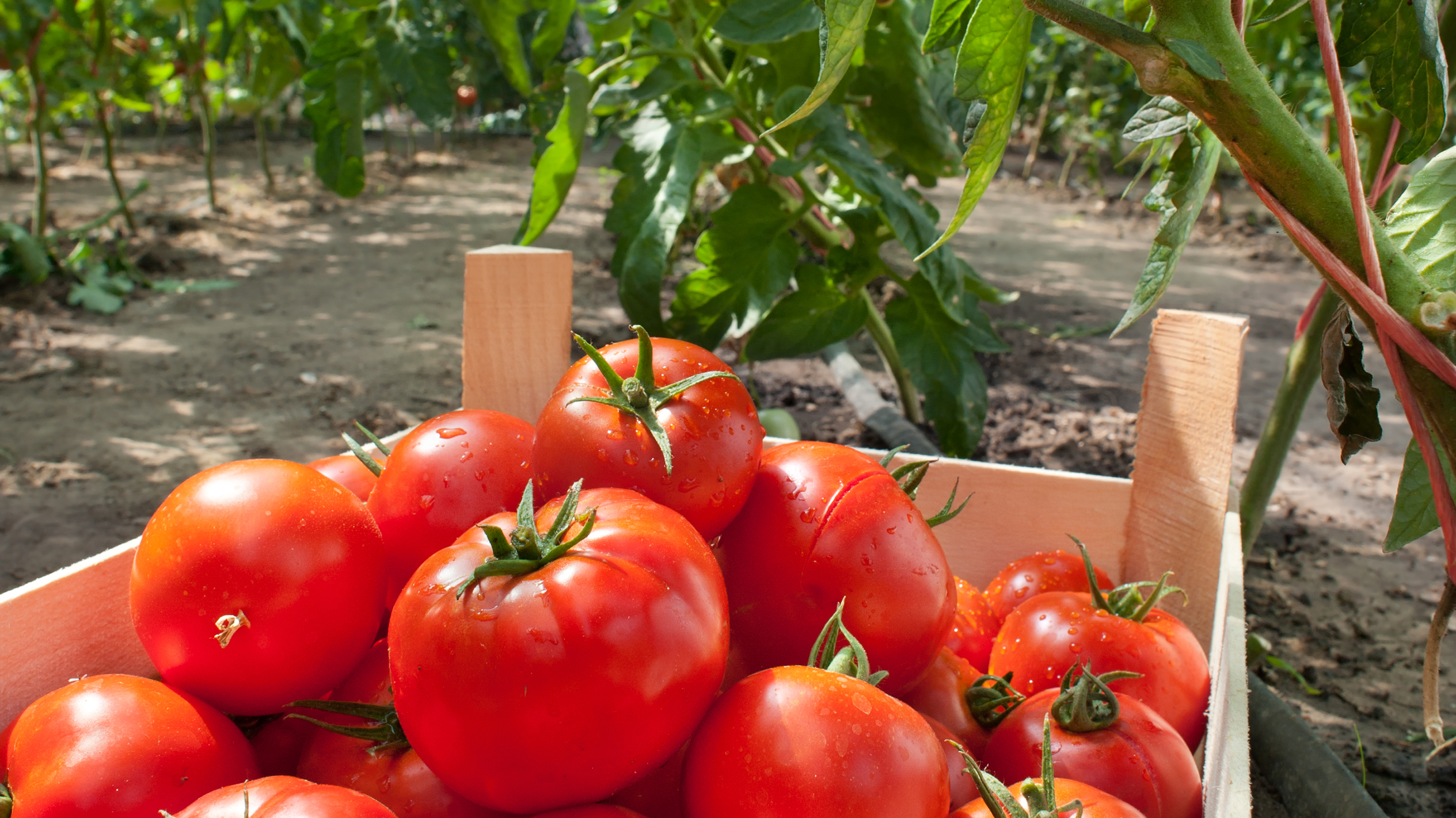 公司舉辦“她心番動(dòng)，茄樂無窮”三八女神節(jié)番茄采摘活動(dòng)